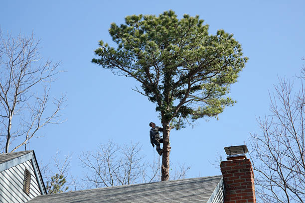 Best Tree Removal Service  in USA